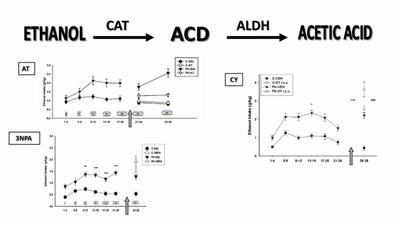 Modulation of Ethanol-Metabolizing Enzymes by Developmental Lead Exposure: Effects in Voluntary Ethanol Consumption